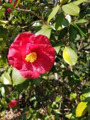 Fiore di una Camellia Japonica a San'Andrea di Compito.