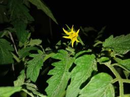 Un fiore di pomodoro!