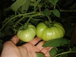 Guarda come crescono questi bei pomodori verdi!
