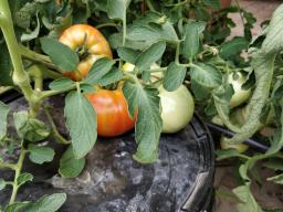 La nuova soluzione è specifica per la fase di fioritura e contine meno azoto, ma più potassio e fosforo.