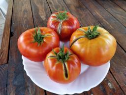 I tagli che si vedono non hanno ridotto la bontà del pomodoro. È causato dallo stress idrico.