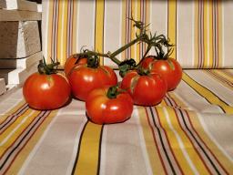 Altro raccolto di pomodori.