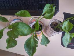3 peperoni appena comprati a cui è stata rimossa la terra dalle radici...