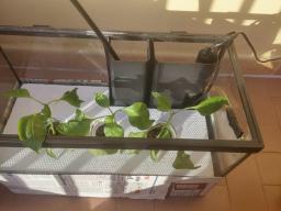 I 3 peperoni posizionati nel vecchio acquario. 