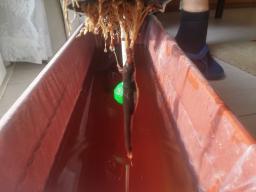 Per contrastare la melma abbiamo provato con l'acqua ossigenata, ma non ha funzionato. Quindi abbiamo provato con BactoHemp e il risultato è questo.