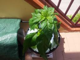 Il Carolina Reaper invece...