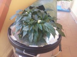 Dai con i fiori!