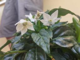 Fiori bianchi di peperoncino...