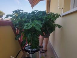 Il Carolina Reaper continua a crescere...