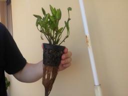 Una pianta di backup non ha sopportato il fatto che è rimasta a secco per giorni... con questo è caldo ha prosciugato le riserve d'acqua!