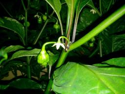Un peperoncino Carolina Reaper!