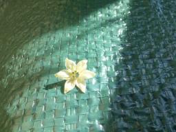 Molti fiori cadono, ma forse è un bene perché ci sono già tanti peperoncini!