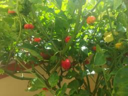 Tanti peperoncini che maturano.