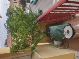 Stanno cadendo molte foglie. Forse la poltiglia bordolese può aiutare la pianta?