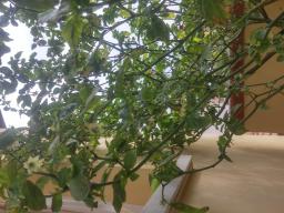 Non morire! Ci sono ancora molti fiori!!!