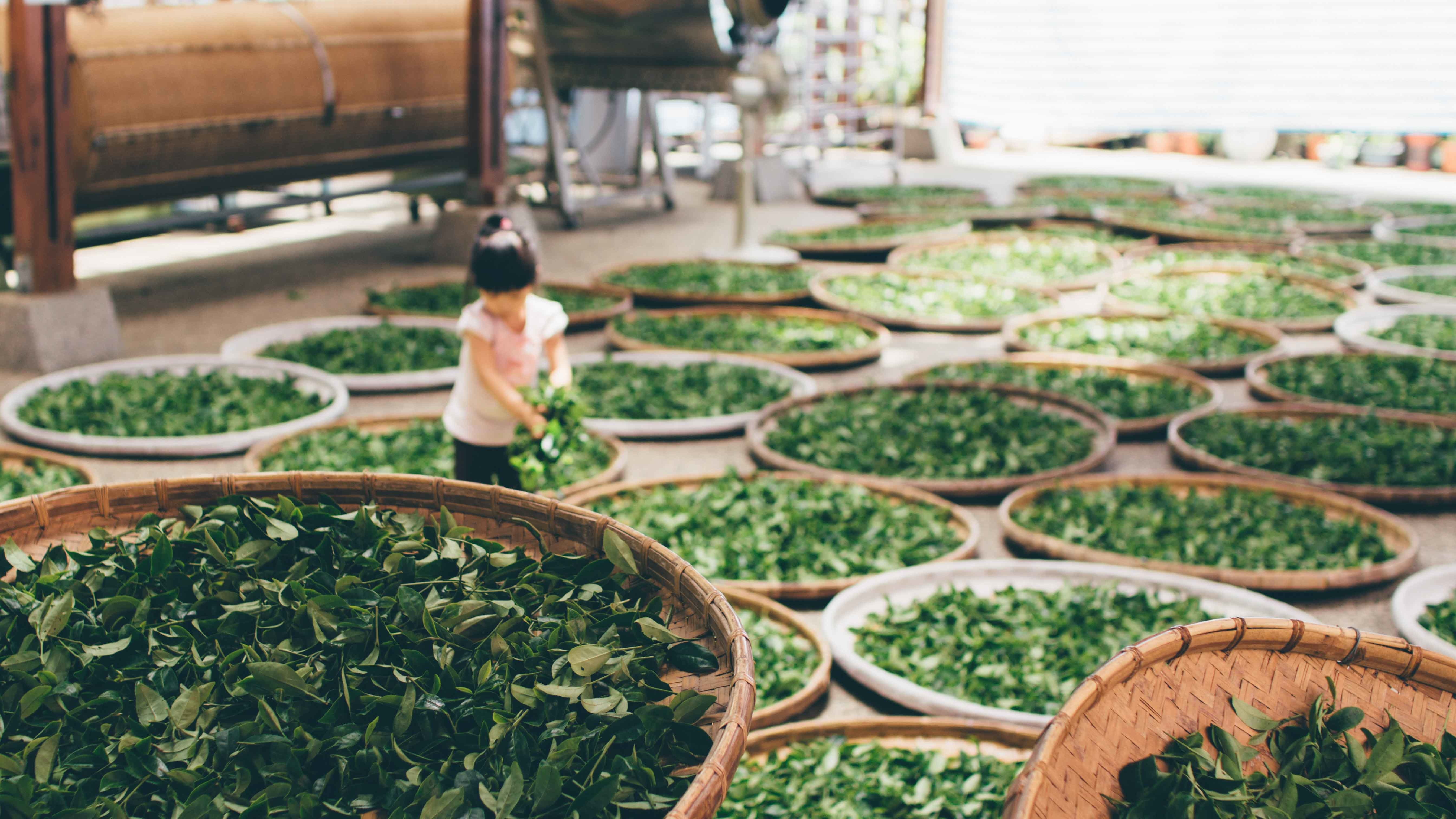 immagini/green-tea.jpg immagini/green-tea.jpg